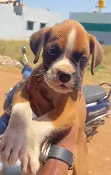 Buy Vaccinated  Boxer Puppy from Goa